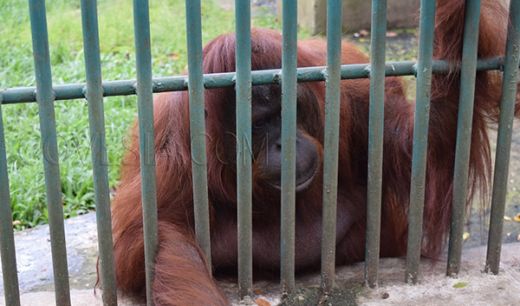 Goriau Diduga Idap Komplikasi Seekor Orangutan Mati Di