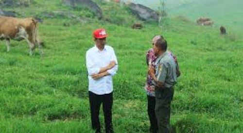 Peternakan Padang Mengateh Di Limapuluh Kota Ternyata Warisan